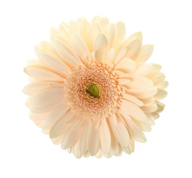 Photo of Beautiful bright gerbera flower on white background, top view