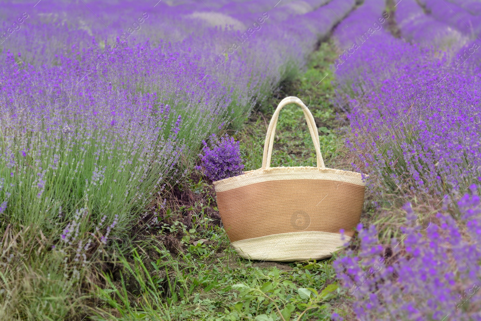 Photo of Wicker bag with beautiful lavender flowers in field