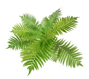 Beautiful tropical fern leaves on white background