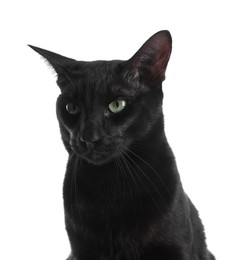 Adorable black cat with green eyes on white background. Lovely pet