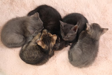 Photo of Cute fluffy kittens on faux fur, top view. Baby animals