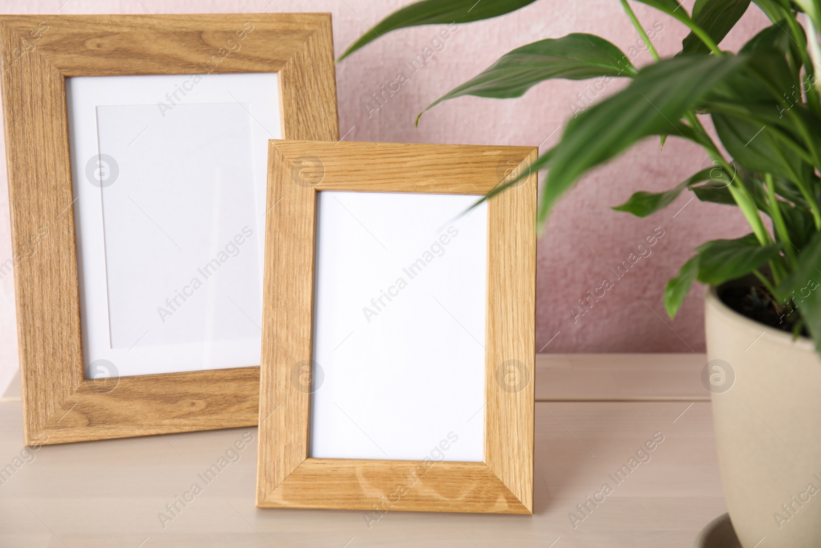 Photo of Spathiphyllum plant and photo frames on table near color wall, space for design. Home decor