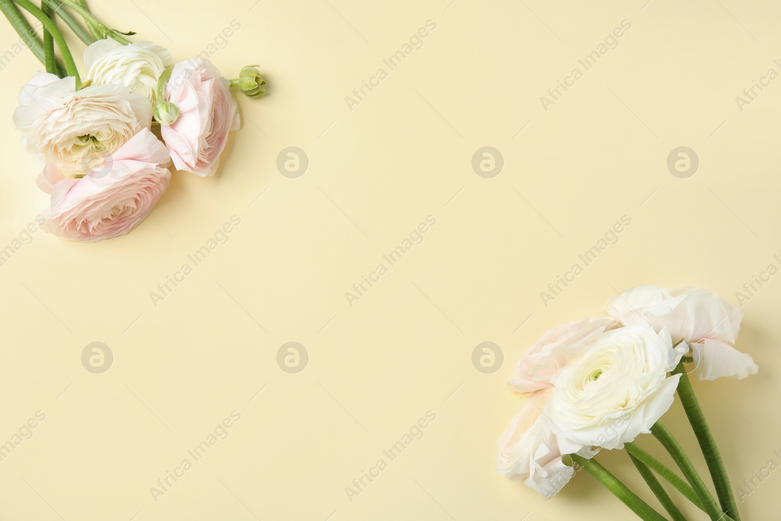 Photo of Beautiful ranunculus flowers on color background, top view. Space for text