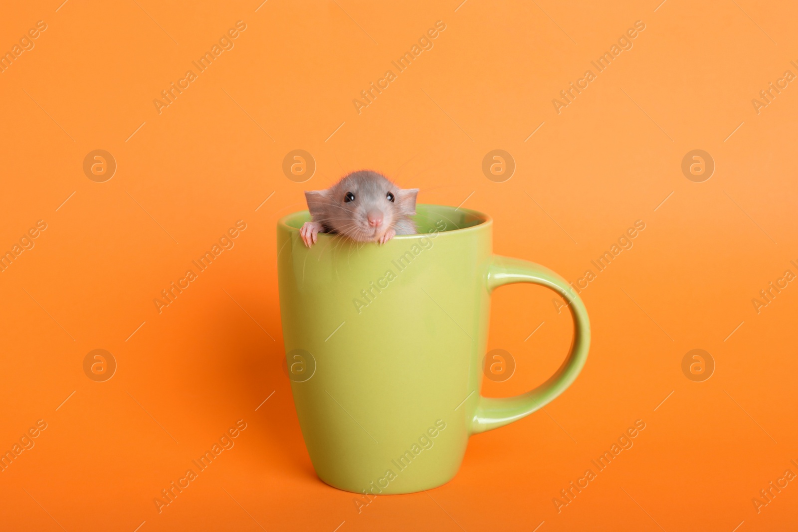 Photo of Cute small rat in yellow ceramic cup on orange background