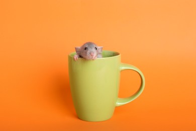 Cute small rat in yellow ceramic cup on orange background