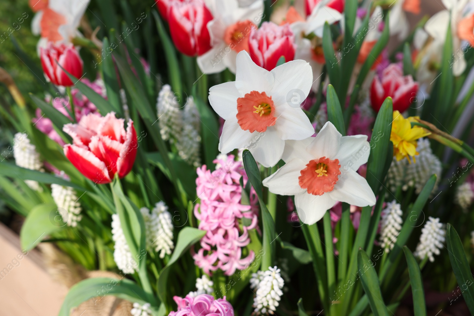 Photo of Many different flowers in wooden crate, closeup. Spring season