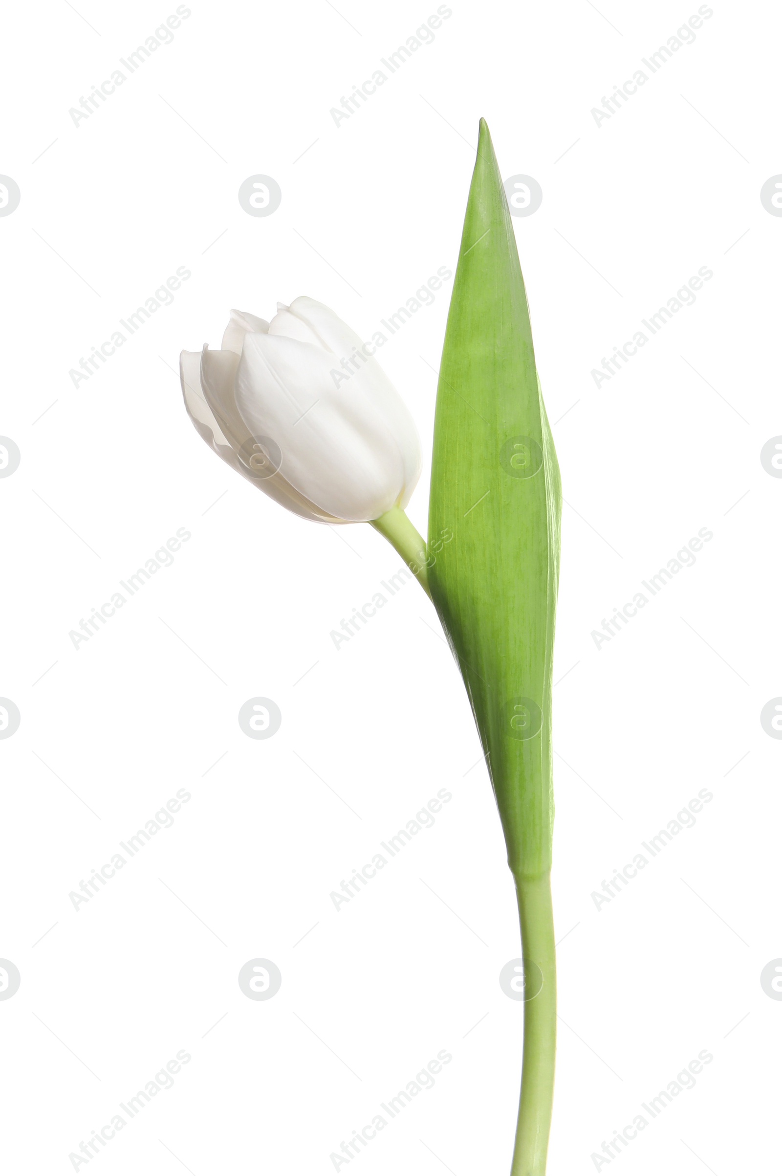 Photo of One beautiful delicate tulip isolated on white