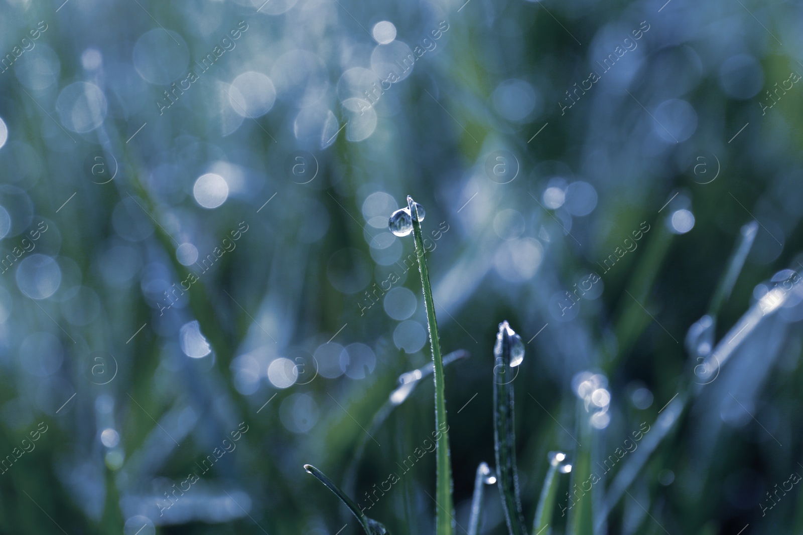 Image of Beautiful grass covered with morning dew, closeup. Blue tone
