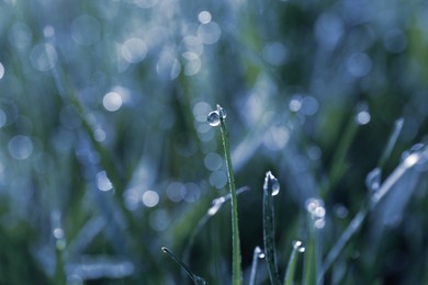 Image of Beautiful grass covered with morning dew, closeup. Blue tone