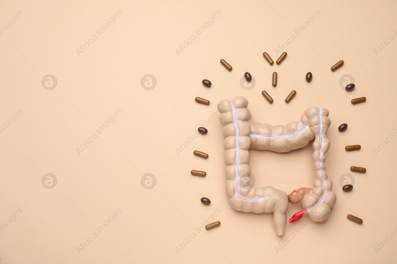 Photo of Anatomical model of large intestine and pills on beige background, flat lay. Space for text