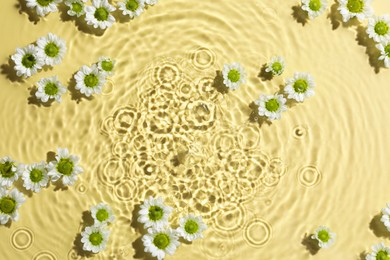 Photo of Beautiful chrysanthemum flowers in water on pale yellow background, top view