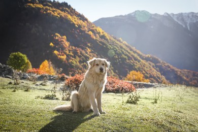 Photo of Adorable dog in mountains on sunny day