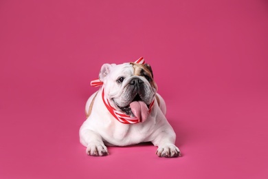 Photo of Adorable funny English bulldog with ribbon on pink background