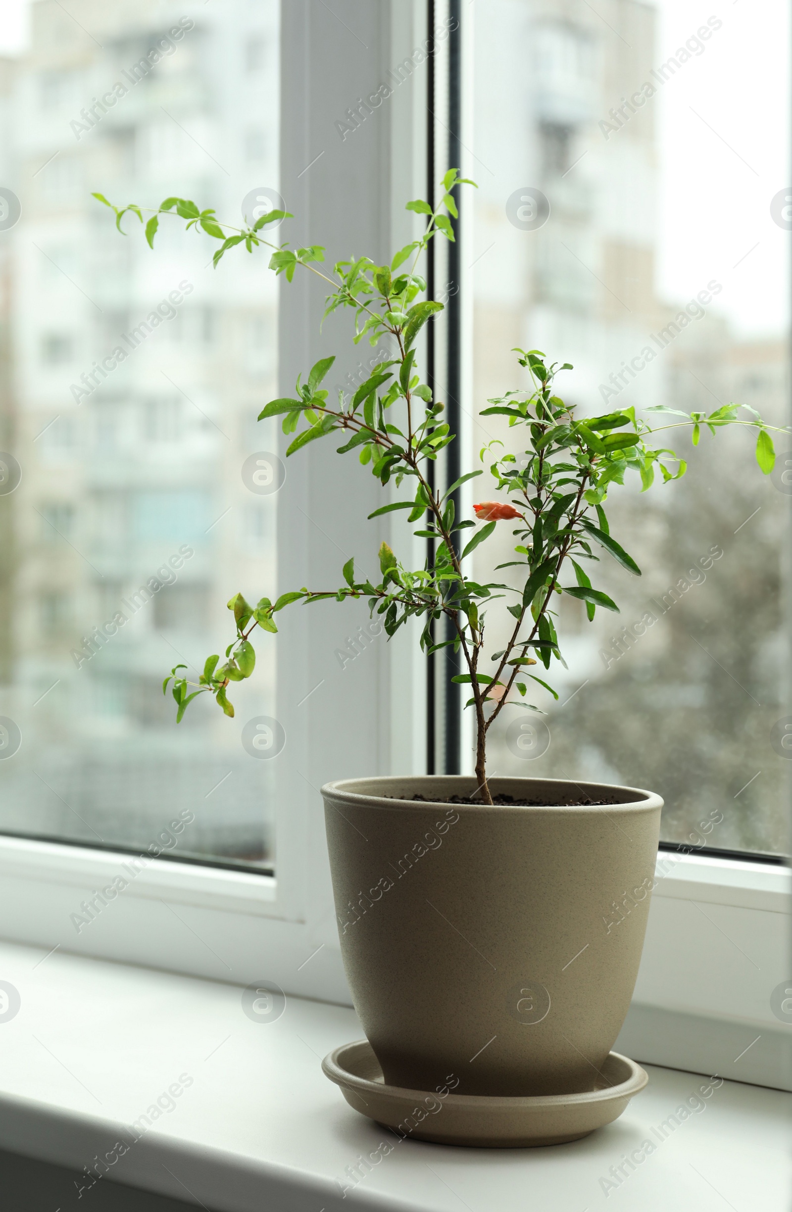 Photo of Potted pomegranate plant on window sill indoors