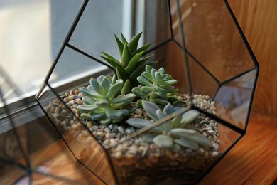 Photo of Florarium with succulents on wooden windowsill closeup