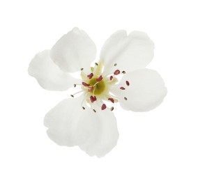 Photo of Beautiful flower of blossoming pear tree on white background