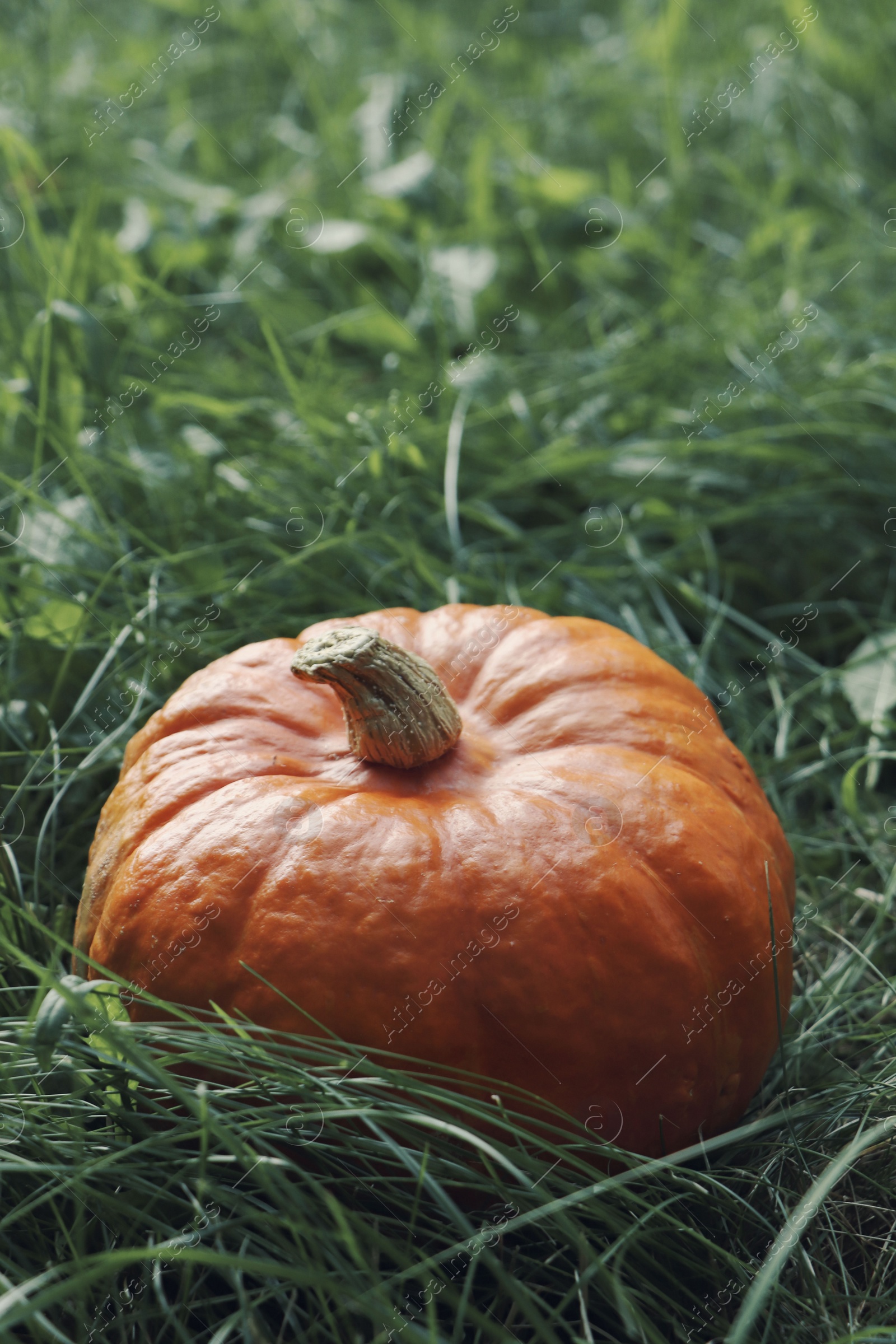 Photo of Ripe orange pumpkin among green grass outdoors