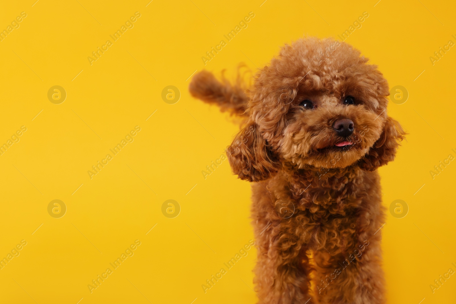 Photo of Cute Maltipoo dog on orange background, space for text. Lovely pet