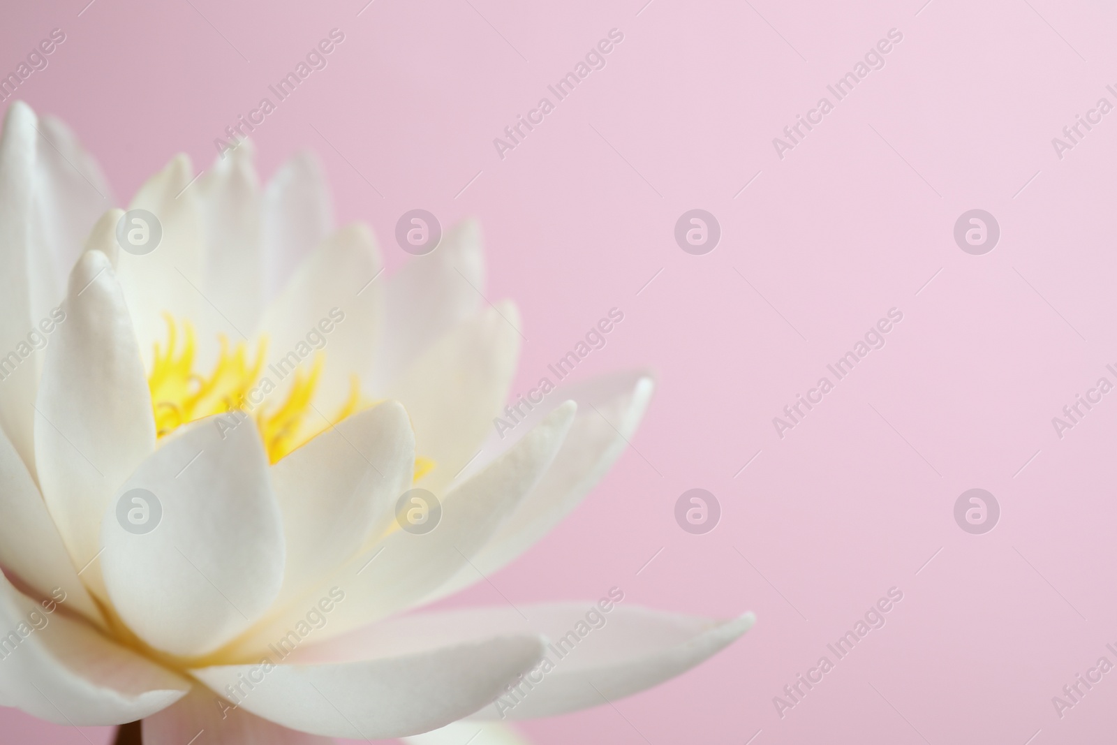 Photo of Beautiful white lotus flower on light pink background, closeup. Space for text