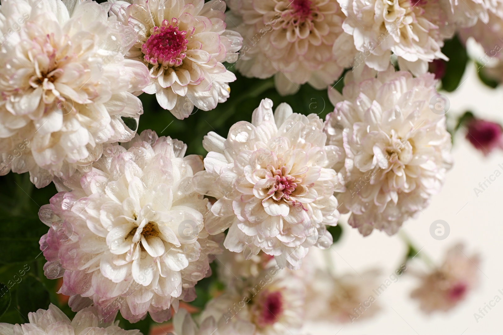 Photo of Beautiful colorful chrysanthemum flowers with water drops, closeup