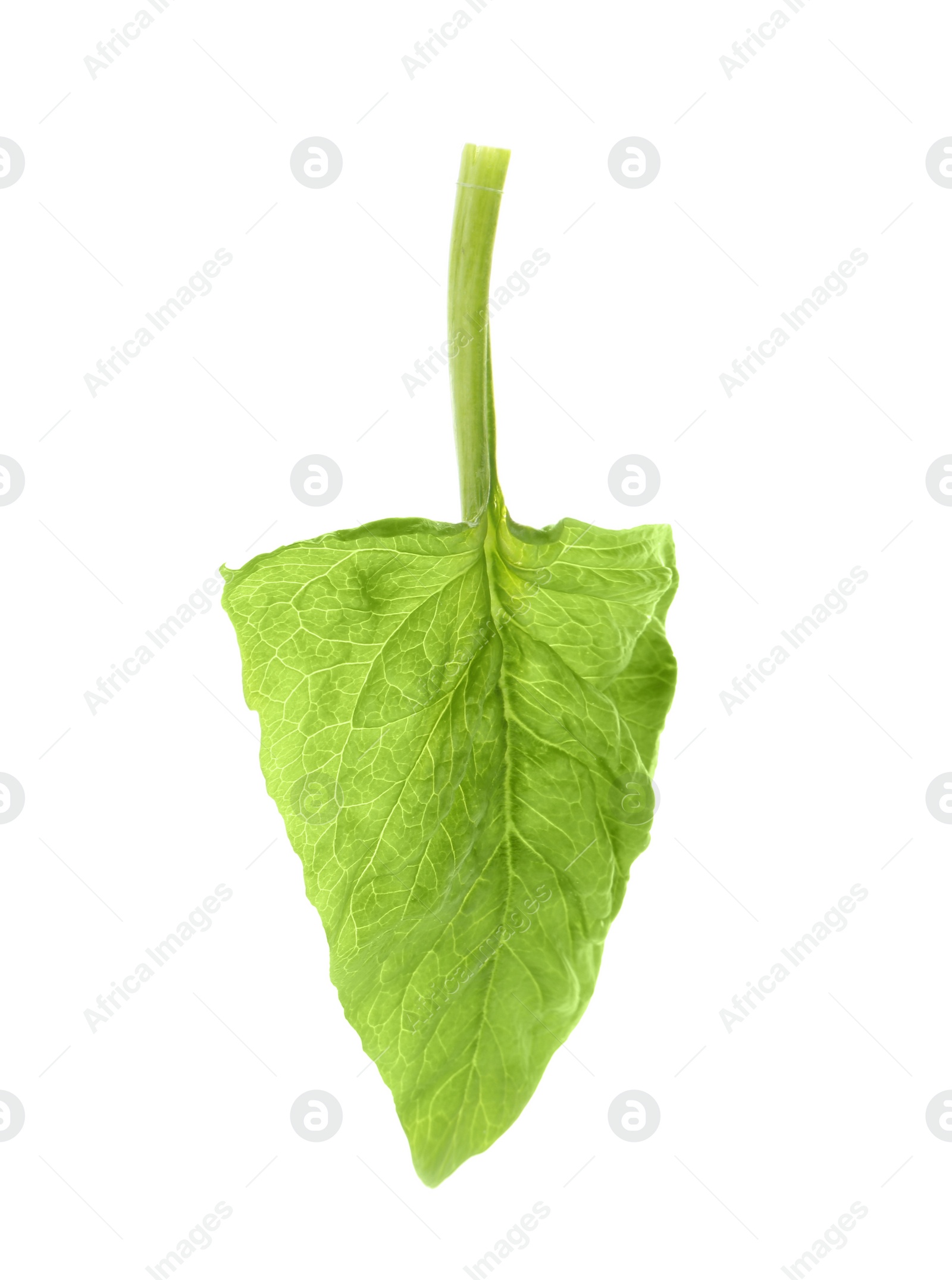 Photo of Fresh leaf of spinach isolated on white