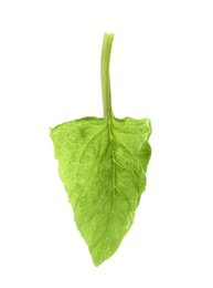 Fresh leaf of spinach isolated on white