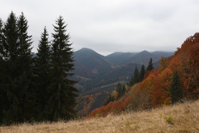 Picturesque view of beautiful mountains and coniferous forest on autumn day