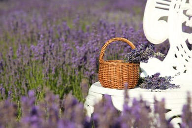 Photo of Wicker bag with beautiful lavender flowers on chair in field, space for text