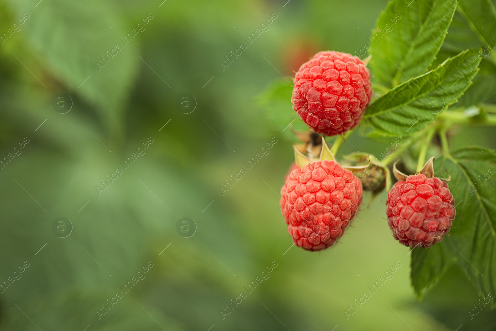 Photo of Raspberry bush with tasty ripe berries in garden, closeup