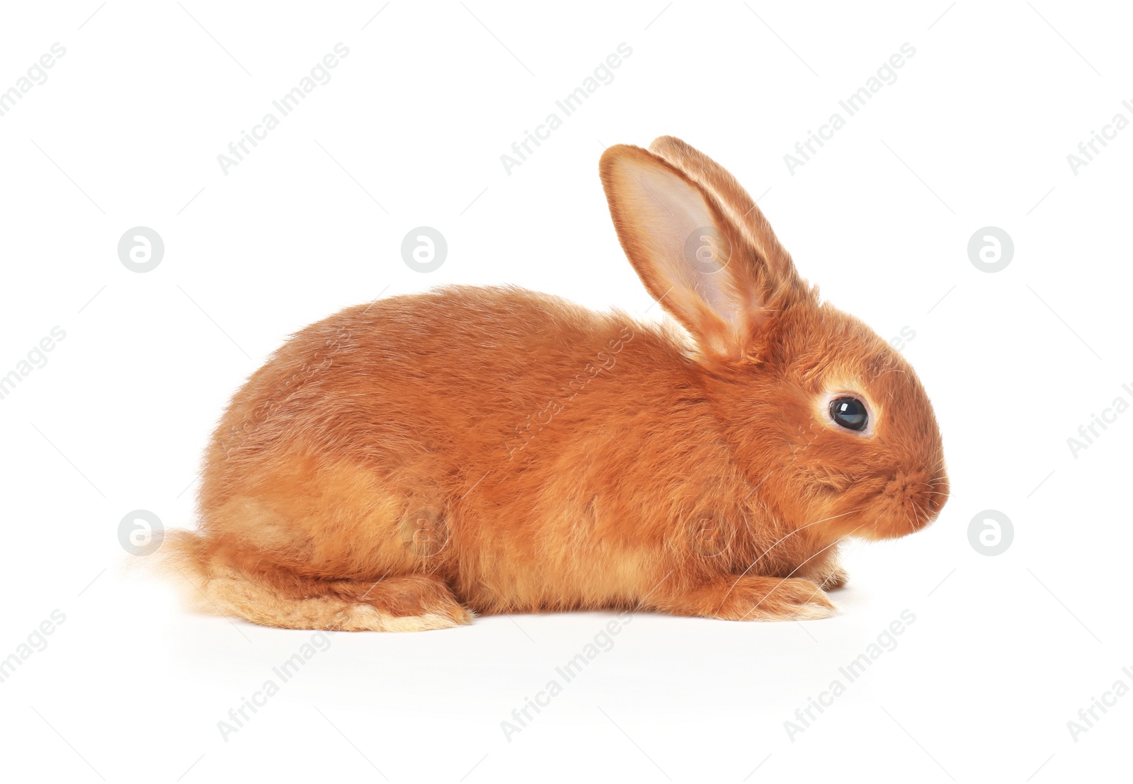 Photo of Adorable fluffy bunny rabbit on white background