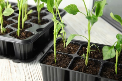 Photo of Vegetable seedlings in plastic tray on table, closeup