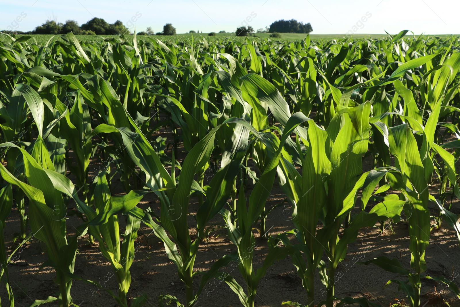 Photo of Beautiful agricultural field with green corn plants on sunny day