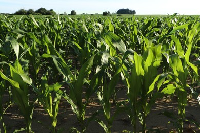 Beautiful agricultural field with green corn plants on sunny day