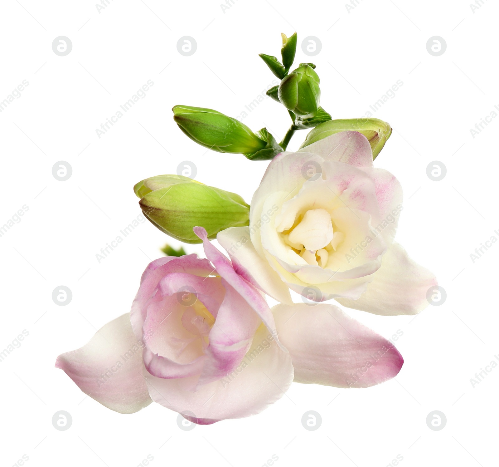 Photo of Beautiful bright freesia flowers on white background