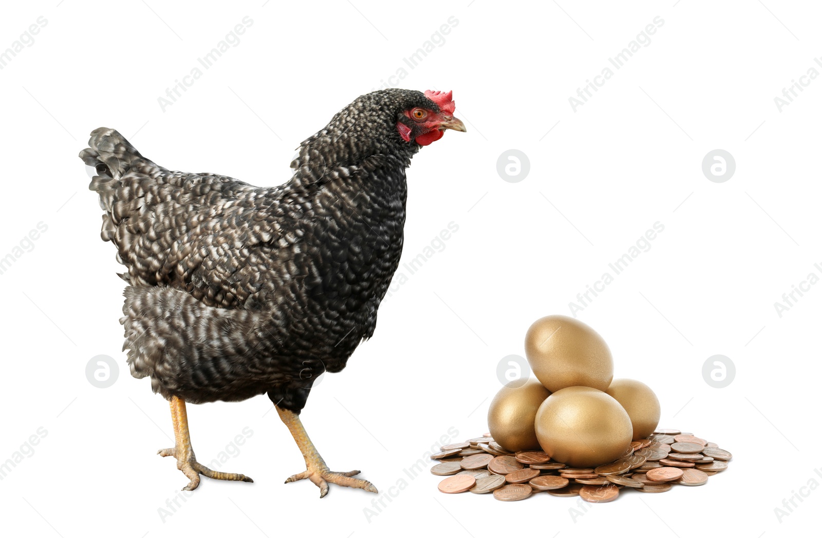 Image of Chicken, golden eggs and coins on white background