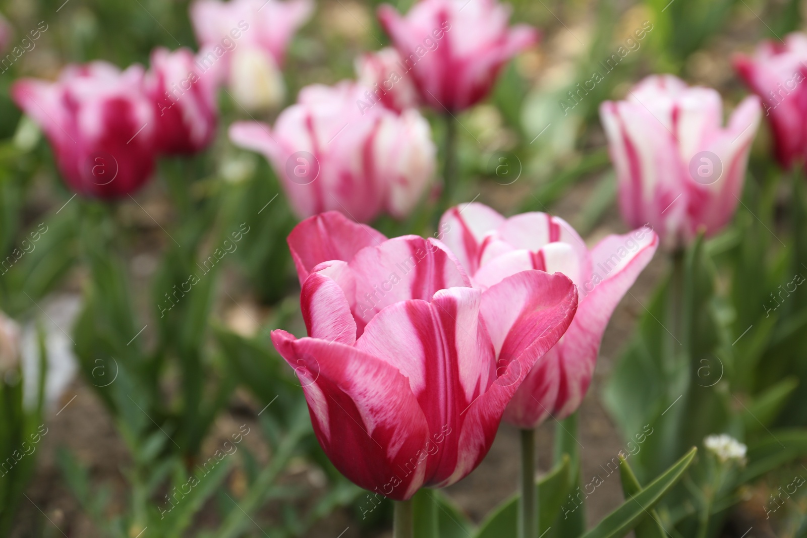 Photo of Beautiful blooming tulips outdoors on spring day