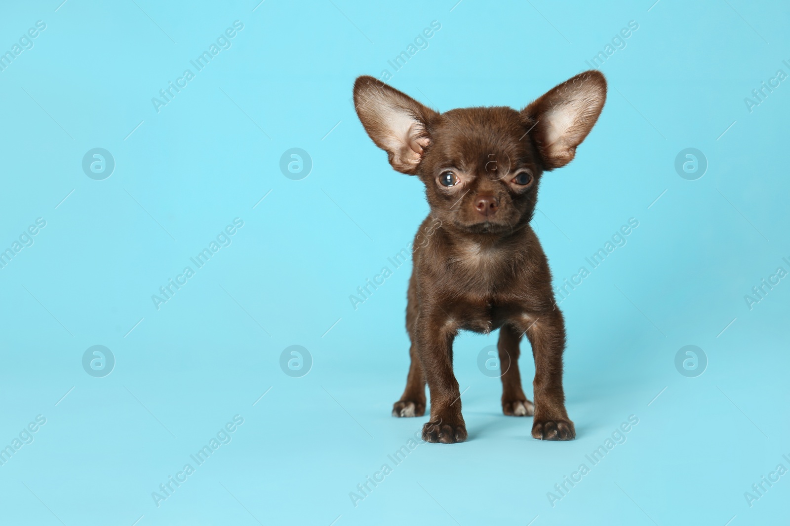 Photo of Cute small Chihuahua dog on light blue background. Space for text