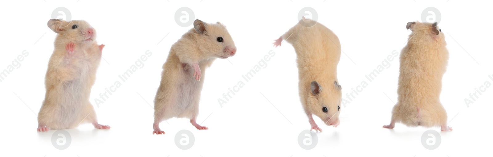 Image of Set with cute funny hamsters on white background. Banner design