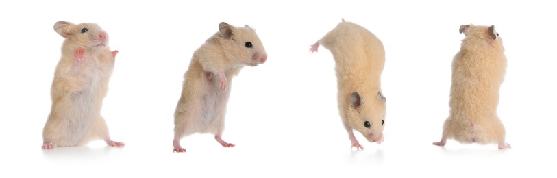 Image of Set with cute funny hamsters on white background. Banner design