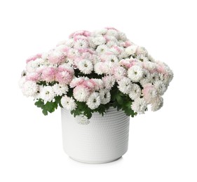 Photo of Beautiful chrysanthemum flowers in pot on white background