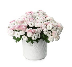 Beautiful chrysanthemum flowers in pot on white background