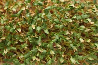 Photo of Growing microgreen. Many fresh linen sprouts as background, top view