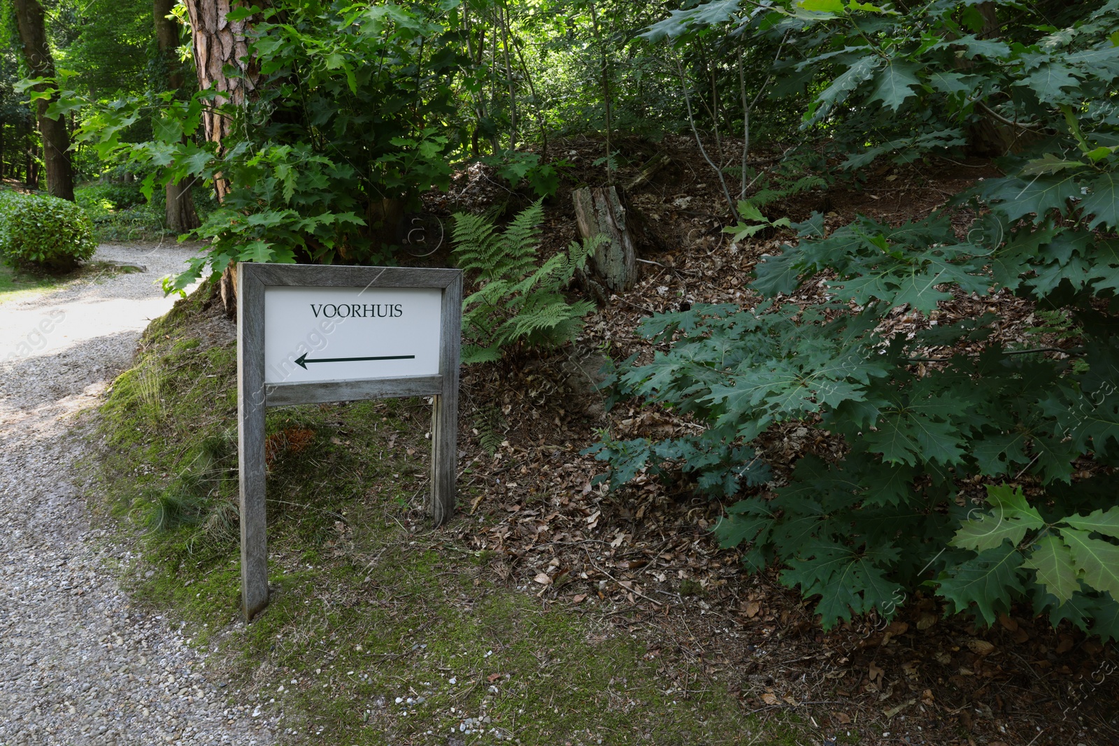 Photo of Beautiful plants and sign near pathway in forest