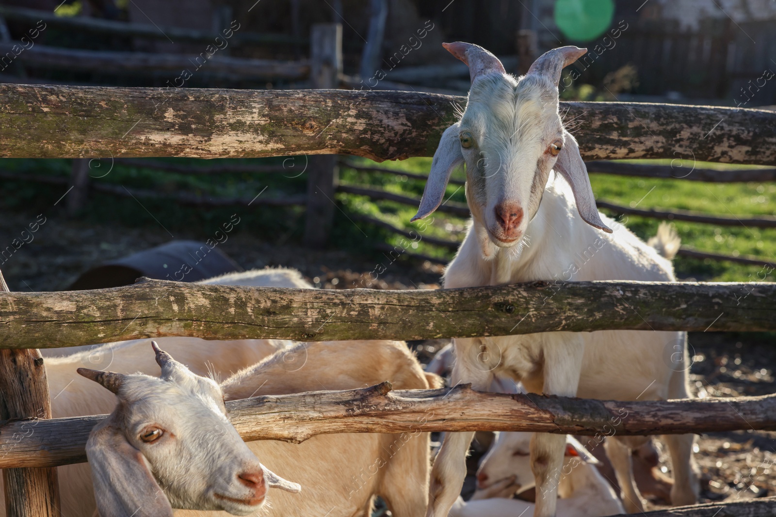 Photo of Cute goats inside of paddock at farm