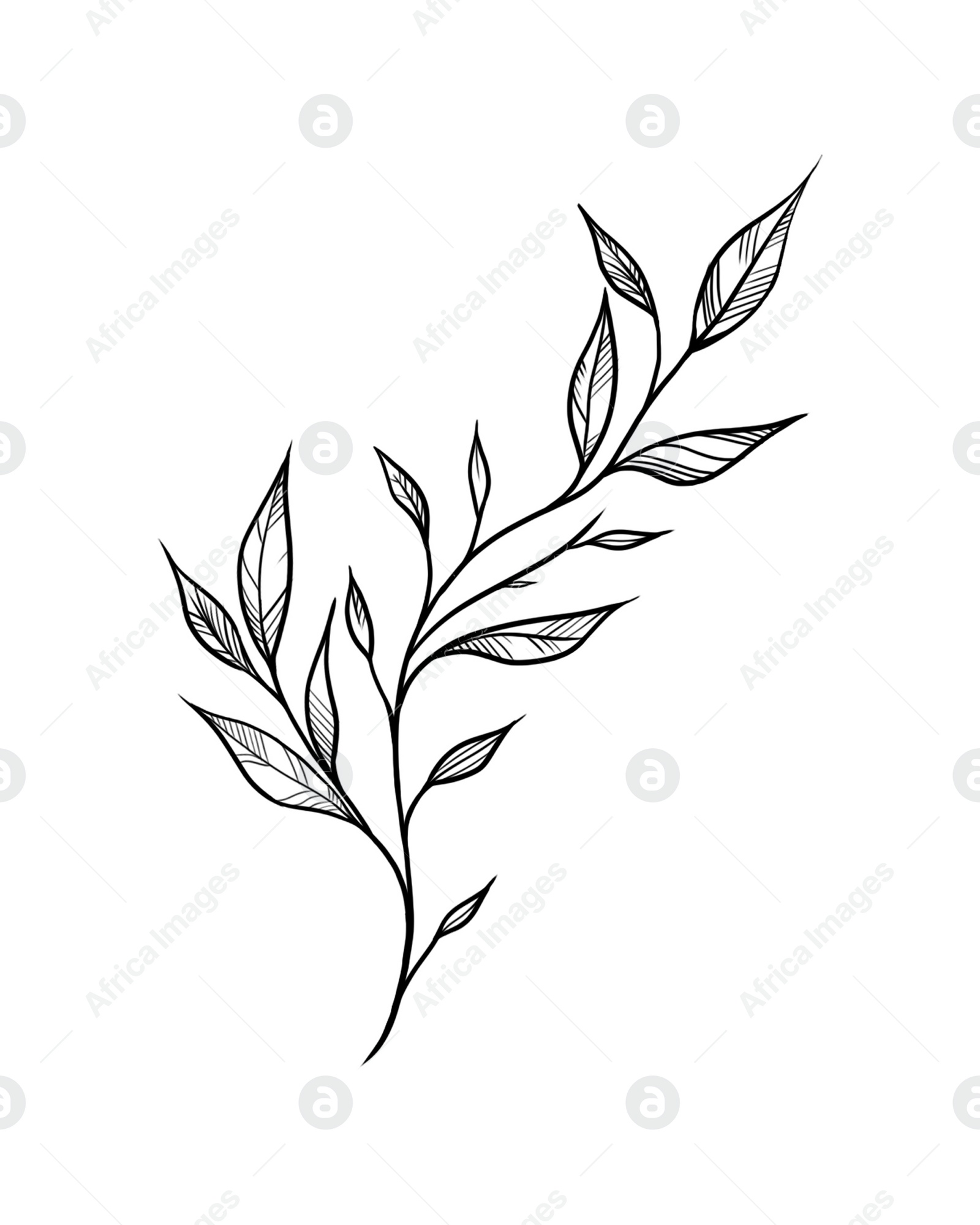 Illustration of Olive twig with leaves on white background. Black and white illustration