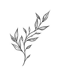Olive twig with leaves on white background. Black and white illustration