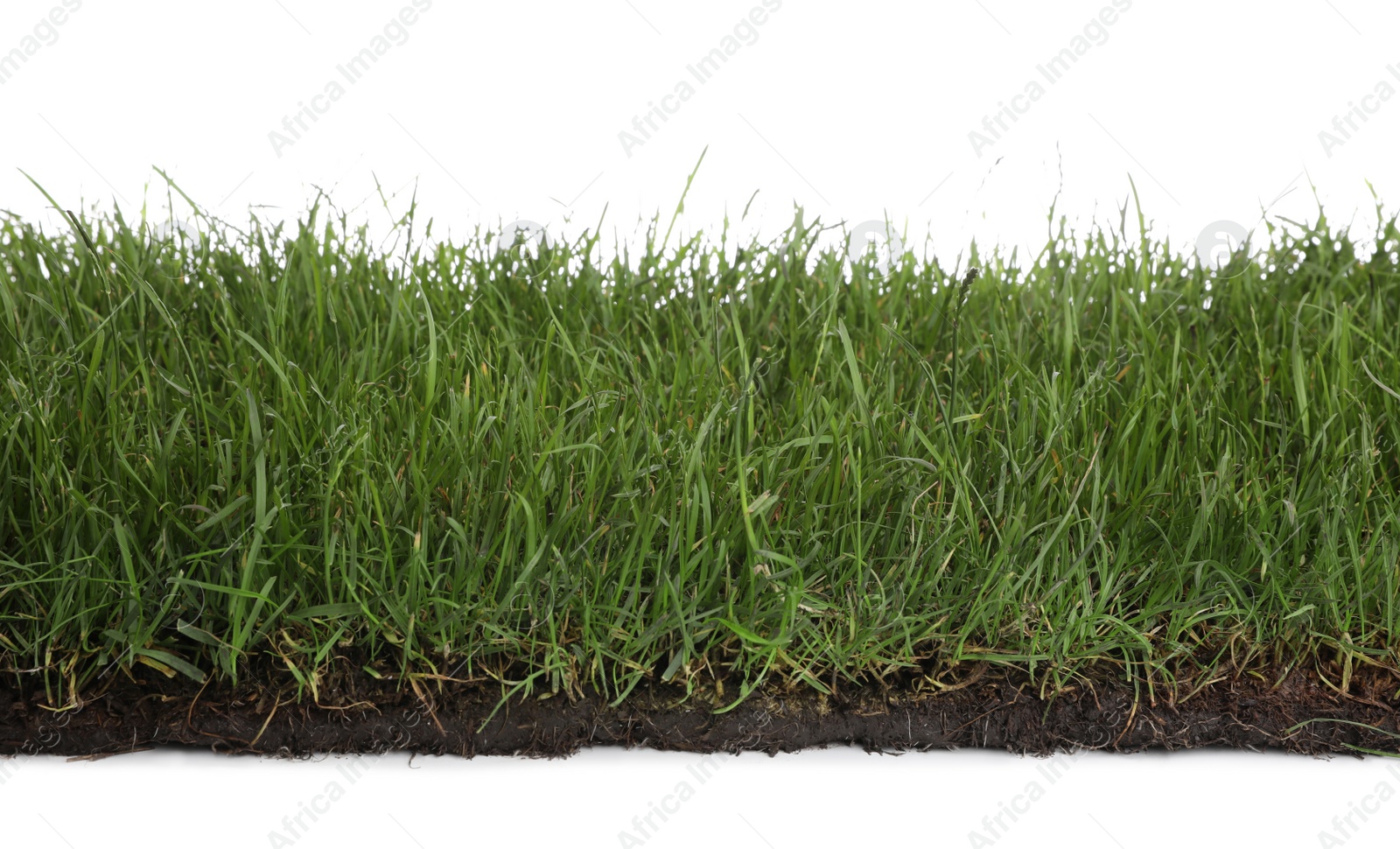 Photo of Soil with green grass on white background