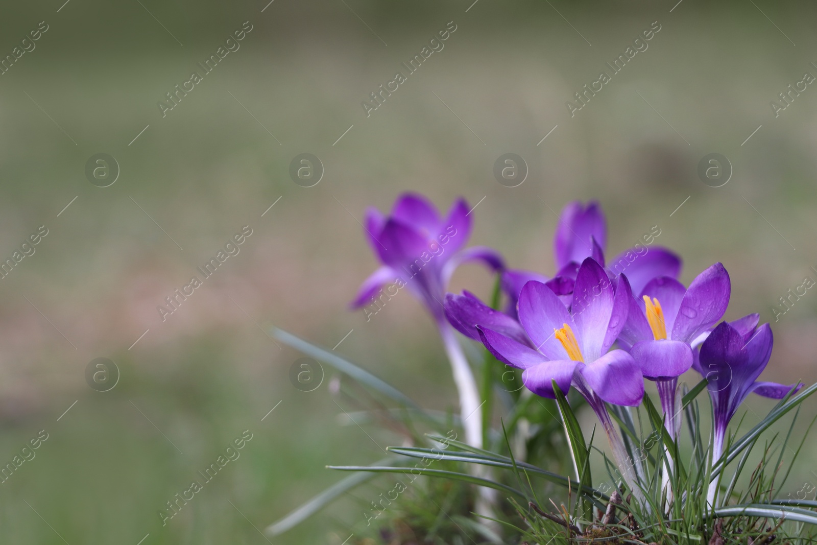 Photo of Fresh purple crocus flowers growing on blurred background