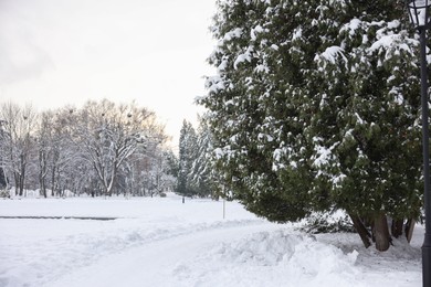 Photo of Trees covered with snow in winter park