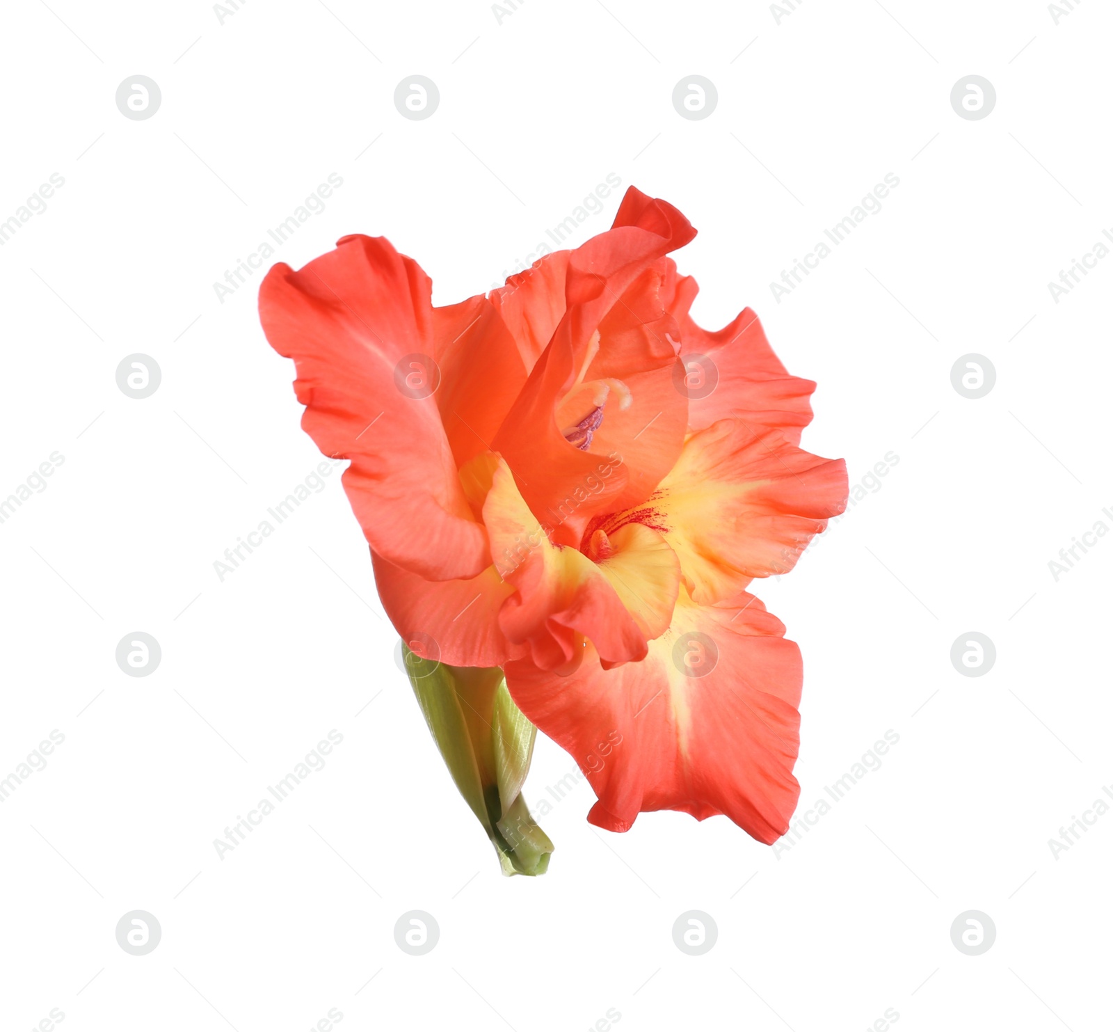 Photo of Beautiful delicate gladiolus flower on white background